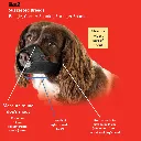 Mikki 2.webp