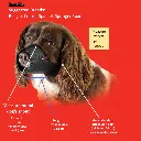 Dog Muzzle – Size 2XL.webp