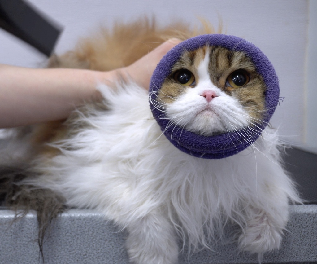 [1350030L] Happy Hoodie per set - Lila