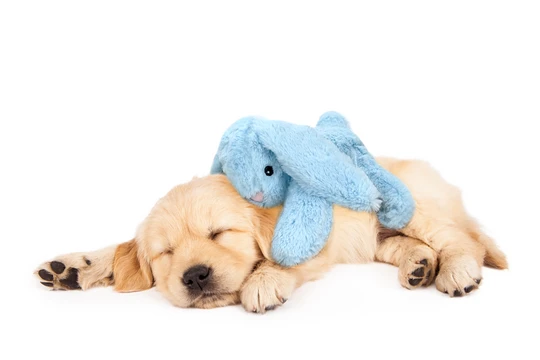 heartbeat bunny Blue
