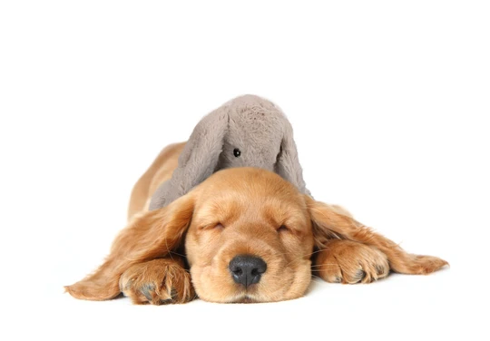 Heartbeat Bunny Grey